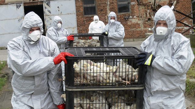 Na jihu Čech začali kvůli ptačí chřipce s vybíjením 15 000 kachen